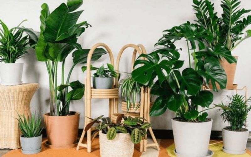 Cây cảnh phong thủy làm quà tặng bố mẹ ngày tết rất ý nghĩa